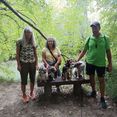 Hundetreffen-Sonntägliche Gassirunde-Bild