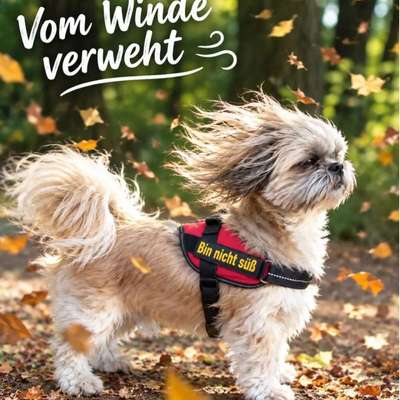 Hundetreffen-Kleine Hundewanderung-Bild