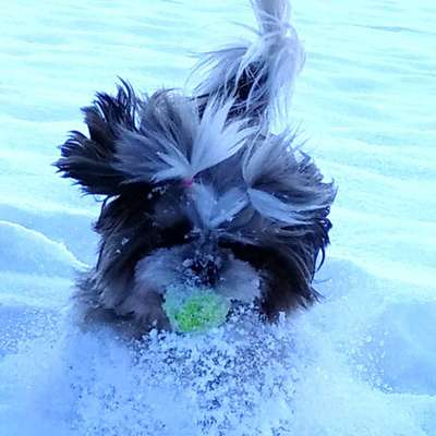 Hundetreffen-Hundewanderung Eichstätten-Profilbild