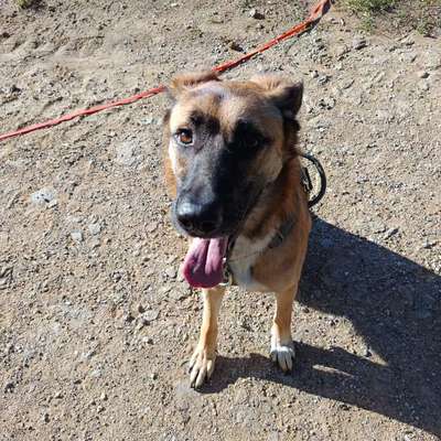 Hundetreffen-Gassirunde bei Heuweiler-Bild