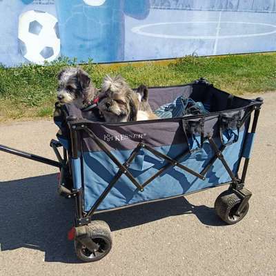 Hundetreffen-Gassirunde-Bild