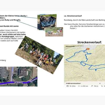 Hundetreffen-Gassirunde in Bahlingen-Bild
