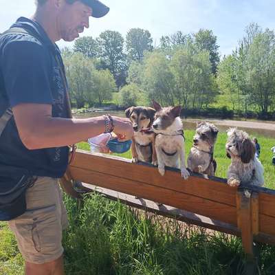 Hundetreffen-1 Mai Hundewanderung-Bild