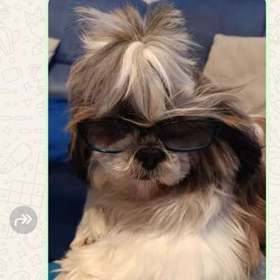 Hundetreffen-Gassi Runde für jeden Hund-Bild