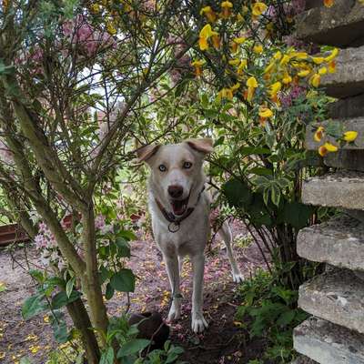 Hundetreffen-Spaziergänge an der Leine und/oder gemeinsames spielen in eingezäunten Bereichen