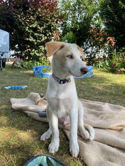 Mischlinge raten - Rätselspaß-Beitrag-Bild