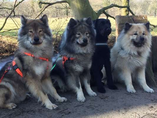 Eurasier-Beitrag-Bild