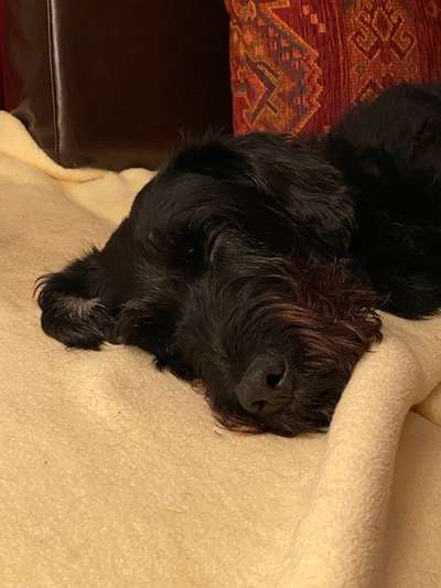 Wo sind die Riesenschnauzer?-Beitrag-Bild