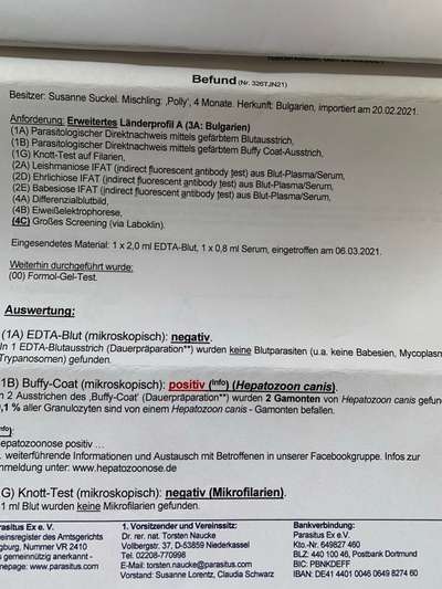 Hepatozoonose-Beitrag-Bild