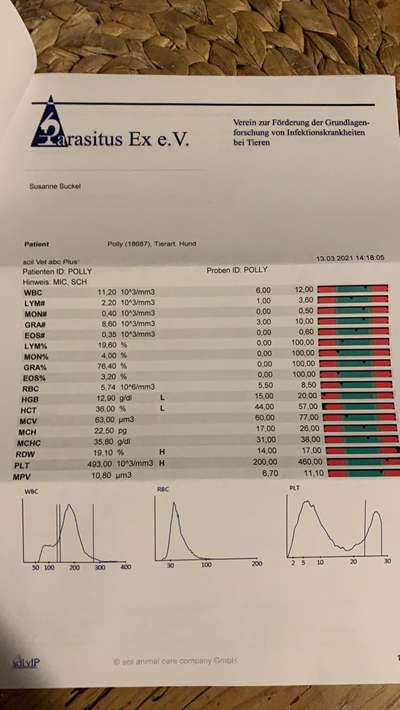 Hepatozoonose-Beitrag-Bild
