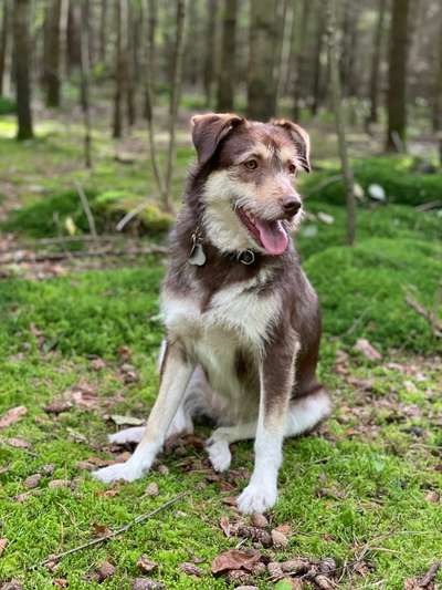 Hundetreffen-Spiel- und Gassitreffen-Bild