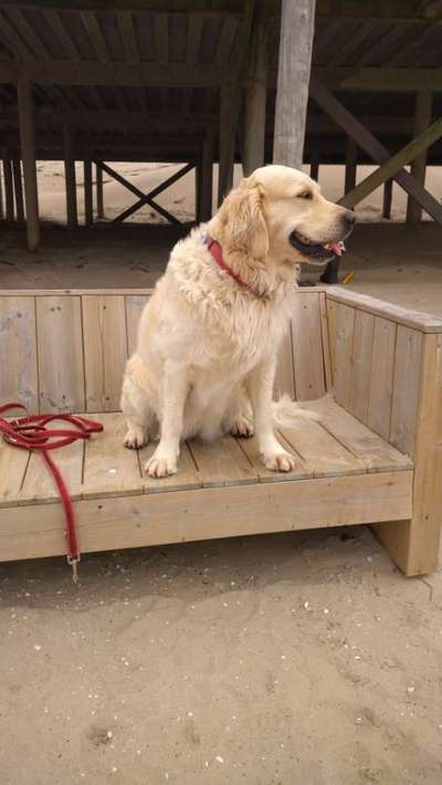 Wo sind die Golden Retriever Liebhaber?-Beitrag-Bild