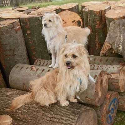 Hundetreffen-Gassirunde mit Gleichgesinnten-Bild