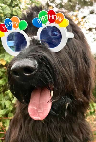 Die Dogorama Wochen Challenge-Beitrag-Bild