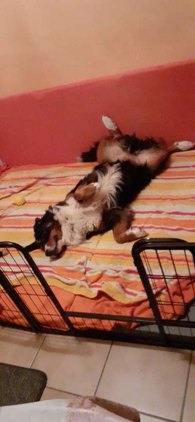 Handy Foto Challange Nr. 46  Happy Dog-Beitrag-Bild