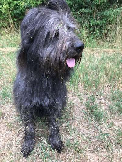 Schafpudel-Beitrag-Bild