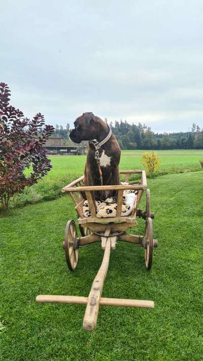 Deutsche Boxer-Beitrag-Bild