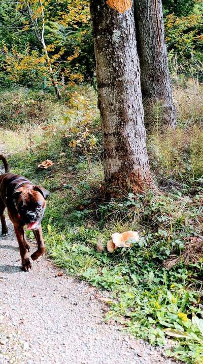 Deutsche Boxer-Beitrag-Bild