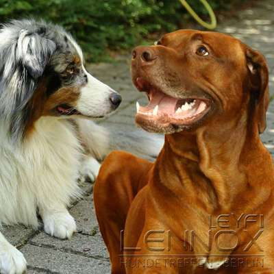 Hundetreffen-Hundetreffen Plänterwald-Profilbild