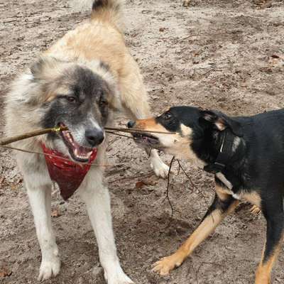 Hundetreffen-Playdate mit einer Abendwanderung-Bild