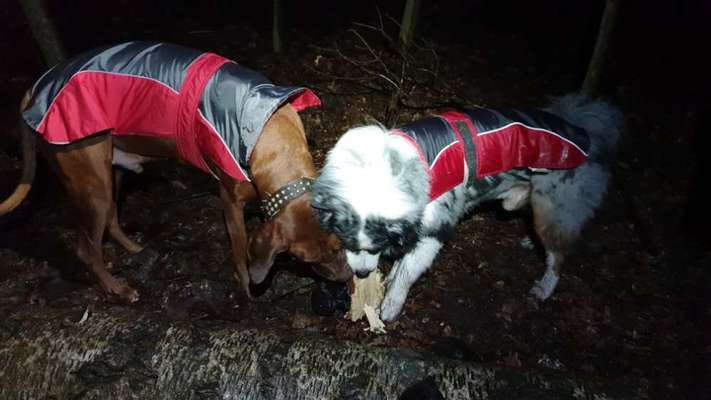 Hundetreffen-Hundetreffen, Abendspaziergänge-Bild