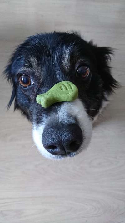 Fotochallenge Guten Appetit! Dein Hund beim futtern-Beitrag-Bild