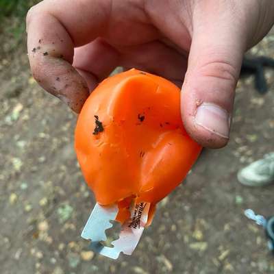 Giftköder-Rasierklinge im Wald-Bild