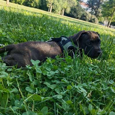 Hundetreffen-Spielen und Sozialisieren-Bild