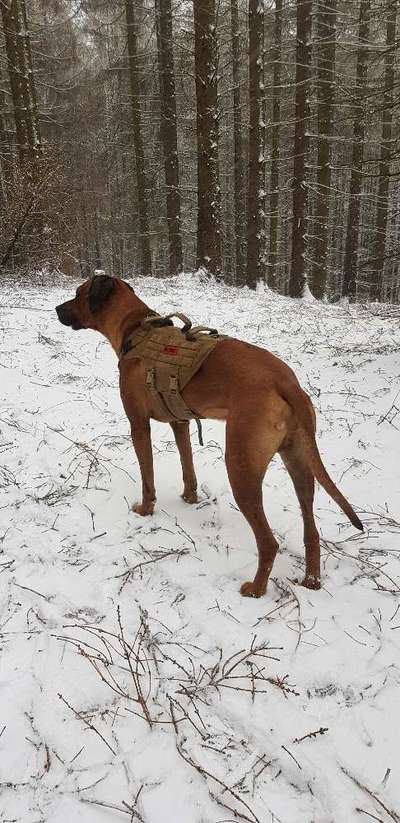 Rhodesian Ridgeback-Beitrag-Bild