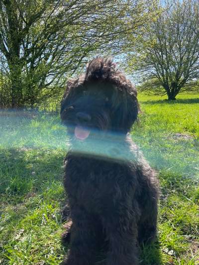 Wie heißt dein Hund?-Beitrag-Bild