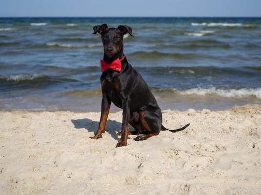 Gibt es noch mehr Manchester Terrier hier?-Beitrag-Bild