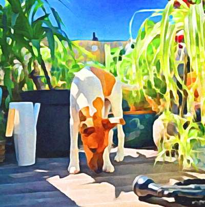 Der Hund als Cartoon-Beitrag-Bild