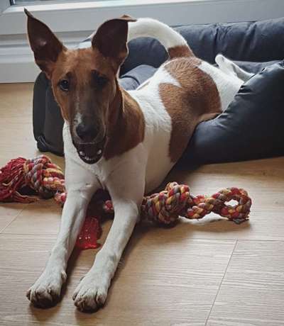 Fotochallenge Nr. 47 - Zeigt die Zähne-Beitrag-Bild