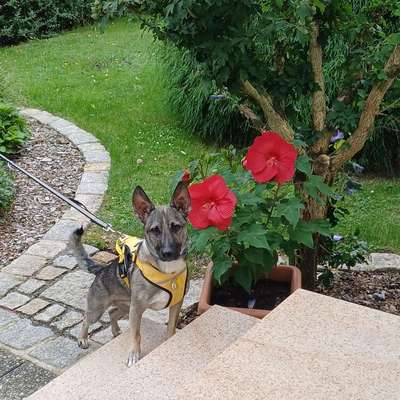 Hundetreffen-Gassirunde oder Spielrunde-Bild
