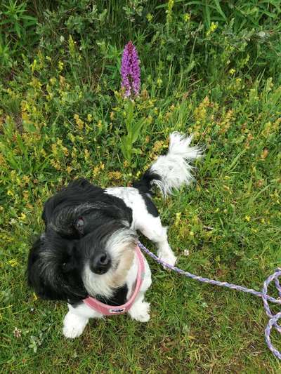 Dogorama Photo Challenge - Hundeblick zum hinschmelzen-Beitrag-Bild