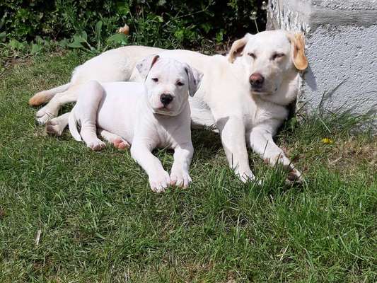 Die Dogorama Monats Challenge "Es grünt und blüht"-Beitrag-Bild