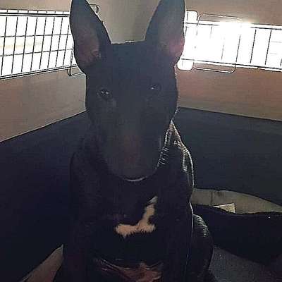 Hundetreffen-Suchen Spielkameraden für unsere 6 Monate Junge Liebe und verspielte Miniatur Bullterrier Hündin !!-Profilbild