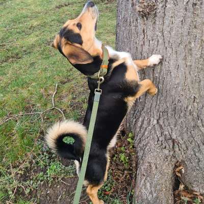 Hundetreffen-Gassirunden im Kölner Süden-Bild