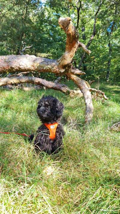 Hundetreffen-Playdates / socialization for puppys-Bild