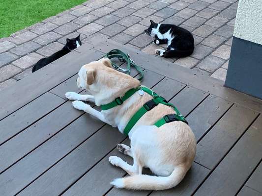 Tierschutzhund-Beitrag-Bild