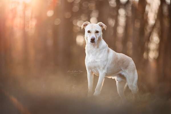 Dogorama Photo Challenge - Der Frühling kommt-Beitrag-Bild