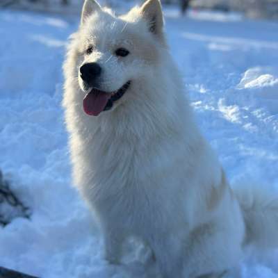 Hundetreffen-Spielpartner an der Isar-Bild