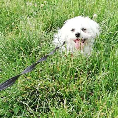 Zeige den lustigsten Blick deines Hundes-Beitrag-Bild