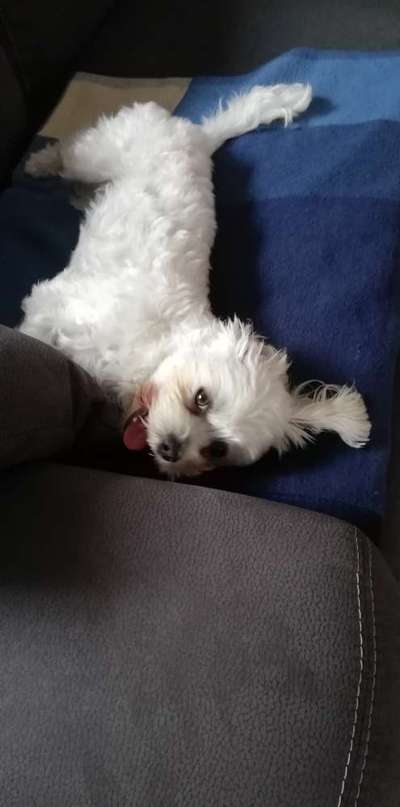 Zeige den lustigsten Blick deines Hundes-Beitrag-Bild