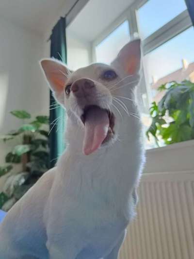 Tongue Out Tuesday-Beitrag-Bild