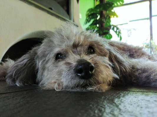 Fotochallenge Nr. 56 - geliebte Senioren-Beitrag-Bild