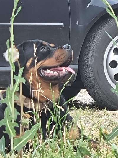 Rottweiler-Beitrag-Bild