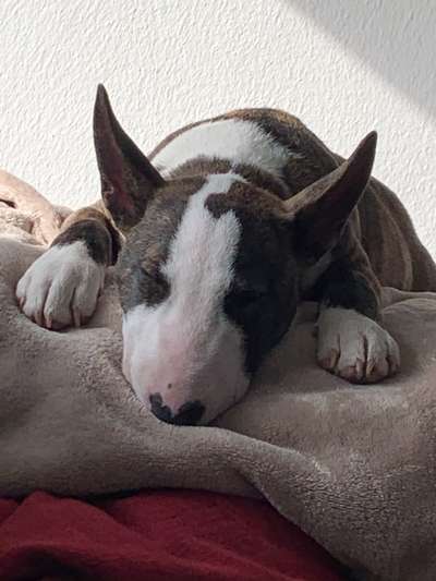 Miniatur Bull Terrier-Beitrag-Bild