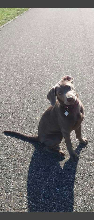 Labradorfans-Beitrag-Bild