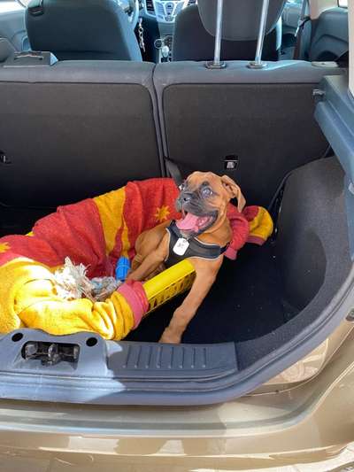 Welpen Bilder !-Beitrag-Bild